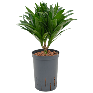 Dracaena fragrans 'Compacta'