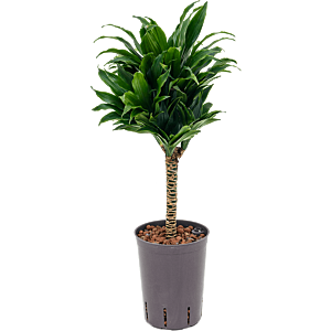 Dracaena fragrans 'Compacta'