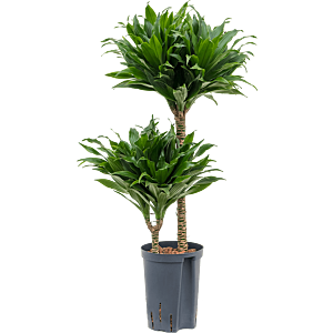 Dracaena fragrans 'Compacta'