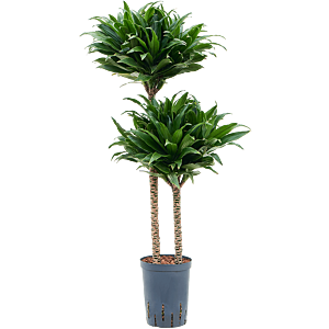 Dracaena fragrans 'Compacta'