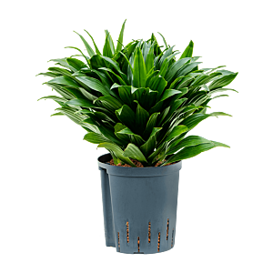 Dracaena fragrans 'Compacta'