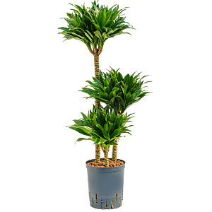 Dracaena fragrans 'Compacta'