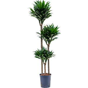 Dracaena fragrans 'Compacta'