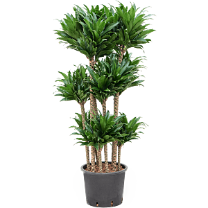 Dracaena fragrans 'Compacta'