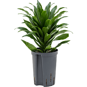Dracaena fragrans 'Compacta'
