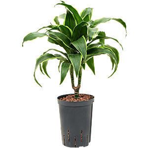 Dracaena fragrans 'Dorado'