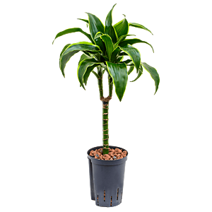 Dracaena fragrans 'Dorado'