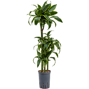 Dracaena fragrans 'Dorado'