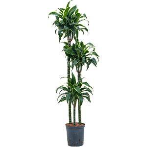 Dracaena fragrans 'Dorado'