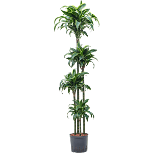 Dracaena fragrans 'Dorado'