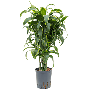 Dracaena fragrans 'Dorado'