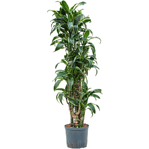 Dracaena fragrans 'Dorado'
