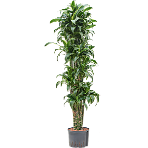 Dracaena fragrans 'Dorado'
