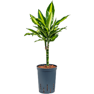 Dracaena fragrans 'Cintho'