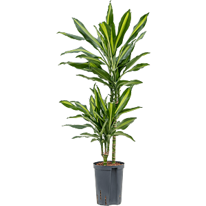 Dracaena fragrans 'Cintho'