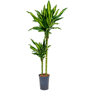 Dracaena fragrans 'Cintho'