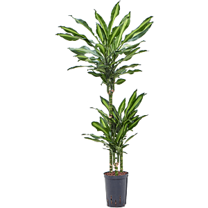 Dracaena fragrans 'Cintho'