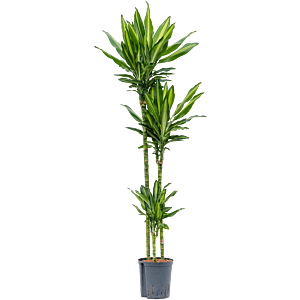 Dracaena fragrans 'Cintho'