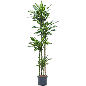 Dracaena fragrans 'Cintho