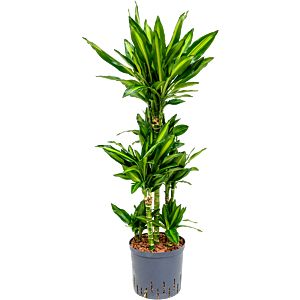 Dracaena fragrans 'Cintho