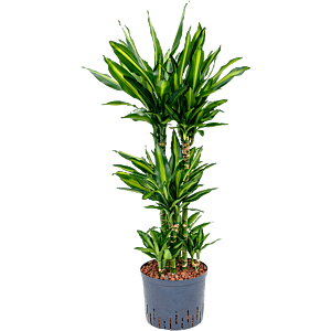 Dracaena fragrans 'Cintho