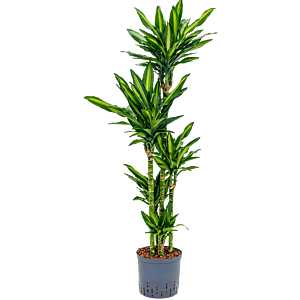 Dracaena fragrans 'Cintho