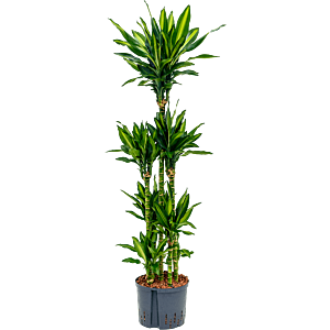 Dracaena fragrans 'Cintho