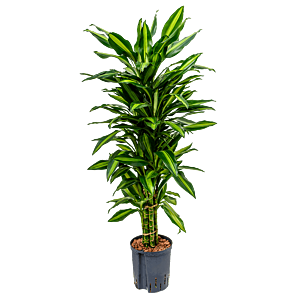 Dracaena fragrans 'Cintho