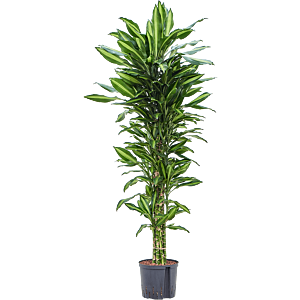 Dracaena fragrans 'Cintho