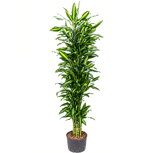 Dracaena fragrans 'Cintho'