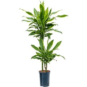 Dracaena fragrans 'Golden Coast'