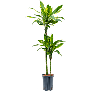 Dracaena fragrans 'Golden Coast'