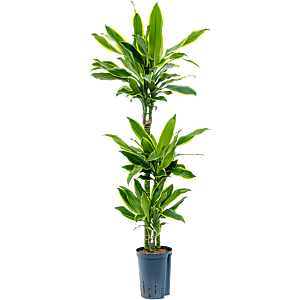 Dracaena fragrans 'Golden Coast'