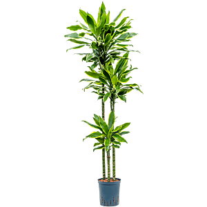 Dracaena fragrans 'Golden Coast'