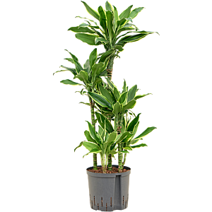 Dracaena fragrans 'Golden Coast'