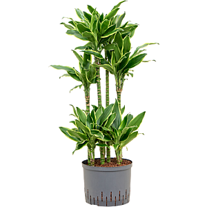 Dracaena fragrans 'Golden Coast'