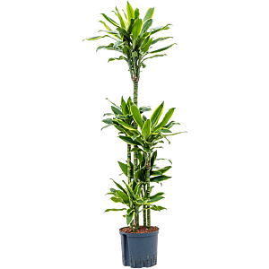 Dracaena fragrans 'Golden Coast'