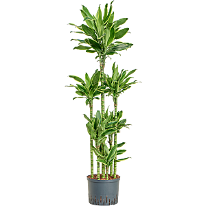 Dracaena fragrans 'Golden Coast'
