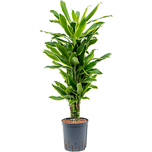 Dracaena fragrans 'Golden Coast'