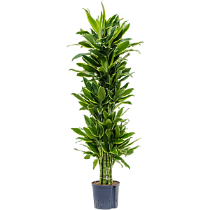 Dracaena fragrans 'Golden Coast'
