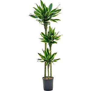 Dracaena fragrans 'Gold King'