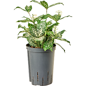 Dracaena godseffiana 'Florida beauty'