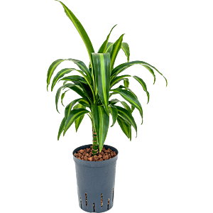 Dracaena fragrans 'Hawaiian Sunshine'