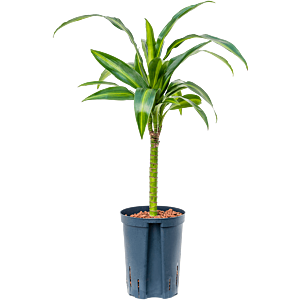 Dracaena fragrans 'Hawaiian Sunshine'