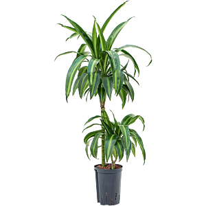 Dracaena fragrans 'Hawaiian Sunshine'