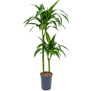 Dracaena fragrans 'Hawaiian Sunshine'