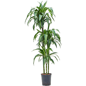 Dracaena fragrans 'Hawaiian Sunshine'