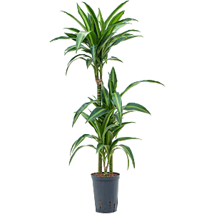 Dracaena fragrans 'Hawaiian Sunshine'