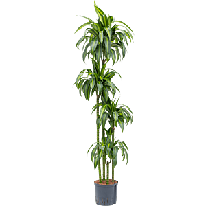 Dracaena fragrans 'Hawaiian Sunshine'
