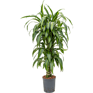 Dracaena fragrans 'Hawaiian Sunshine'